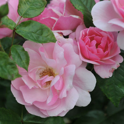 Rose Fragrant Delight | Floribunda Rose | 4L Potted Rose - Pre-order for December