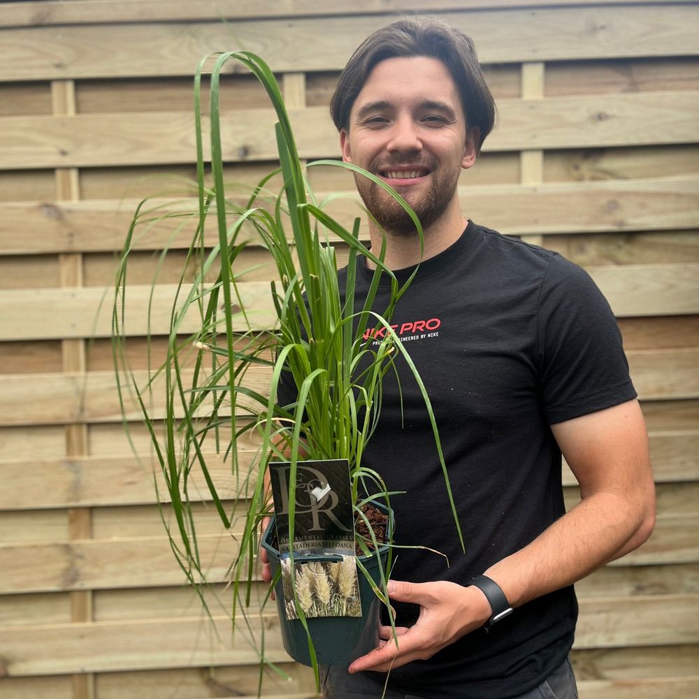 'Pampas Grass' Cortaderia Selloana Perennial Grass - 17cm Pot