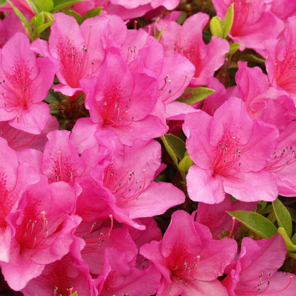 Mixed Pack Of 4 Azaleas Spring Flowering Evergreen Shrubs Plant - 14cm Pot