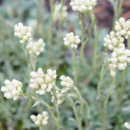 'Alba' Antennaria Aprica Flowering Evergreen Perennial Plant - 9cm Pot