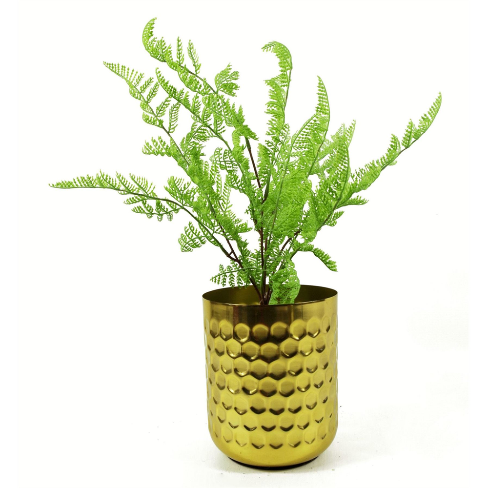 50cm Southern Wood Fern Bush Dark Green Plant