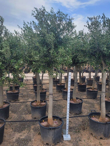 Mature Mediterranean Specimen Olive Tree - 50cm Pot 200 to 220cm