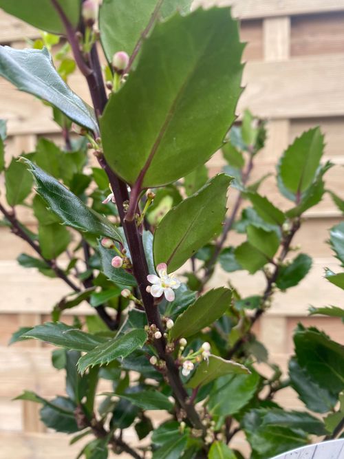 Ilex meserveae 'Blue Prince' Holly 2L