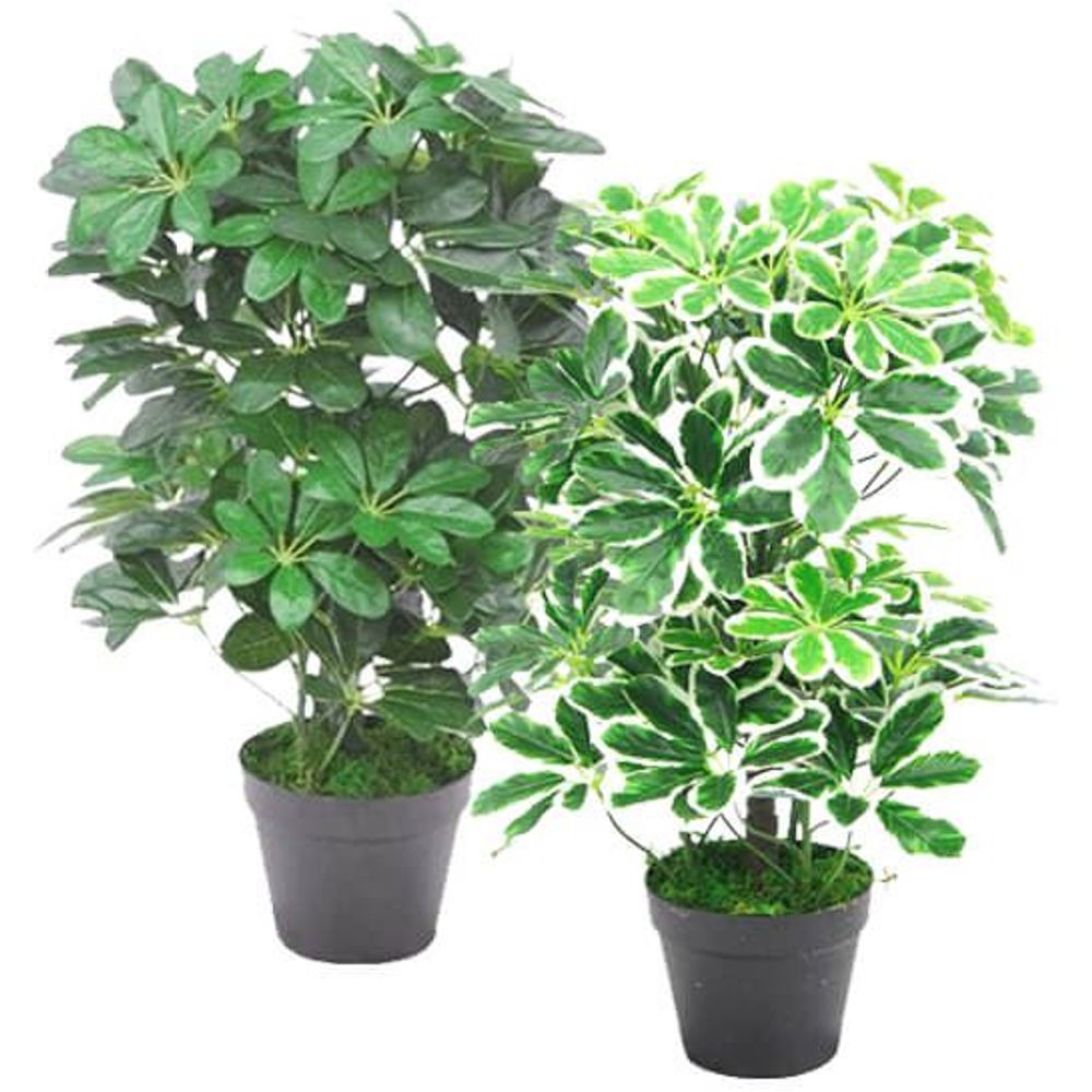 55cm Dark Green Artificial Schefflera Arboricola Plant