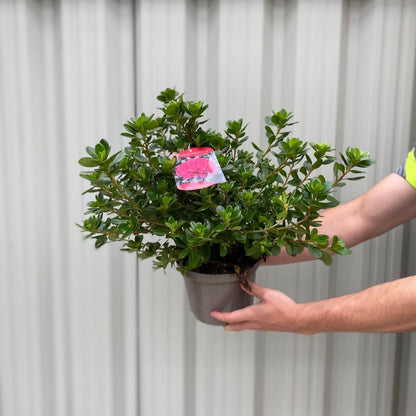 'Hino Crimson' Azalea Spring Flowering Evergreen Shrub Plant 1.5L