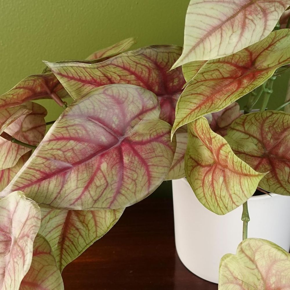 30cm Artificial Pink Caladium Potted Trailing Plant Realistic