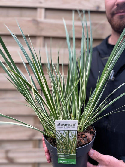 'Japanese Sweet Flag' Acorus Gramineus / Argenteostriatus' Perennial Grass Plant - 14cm Pot