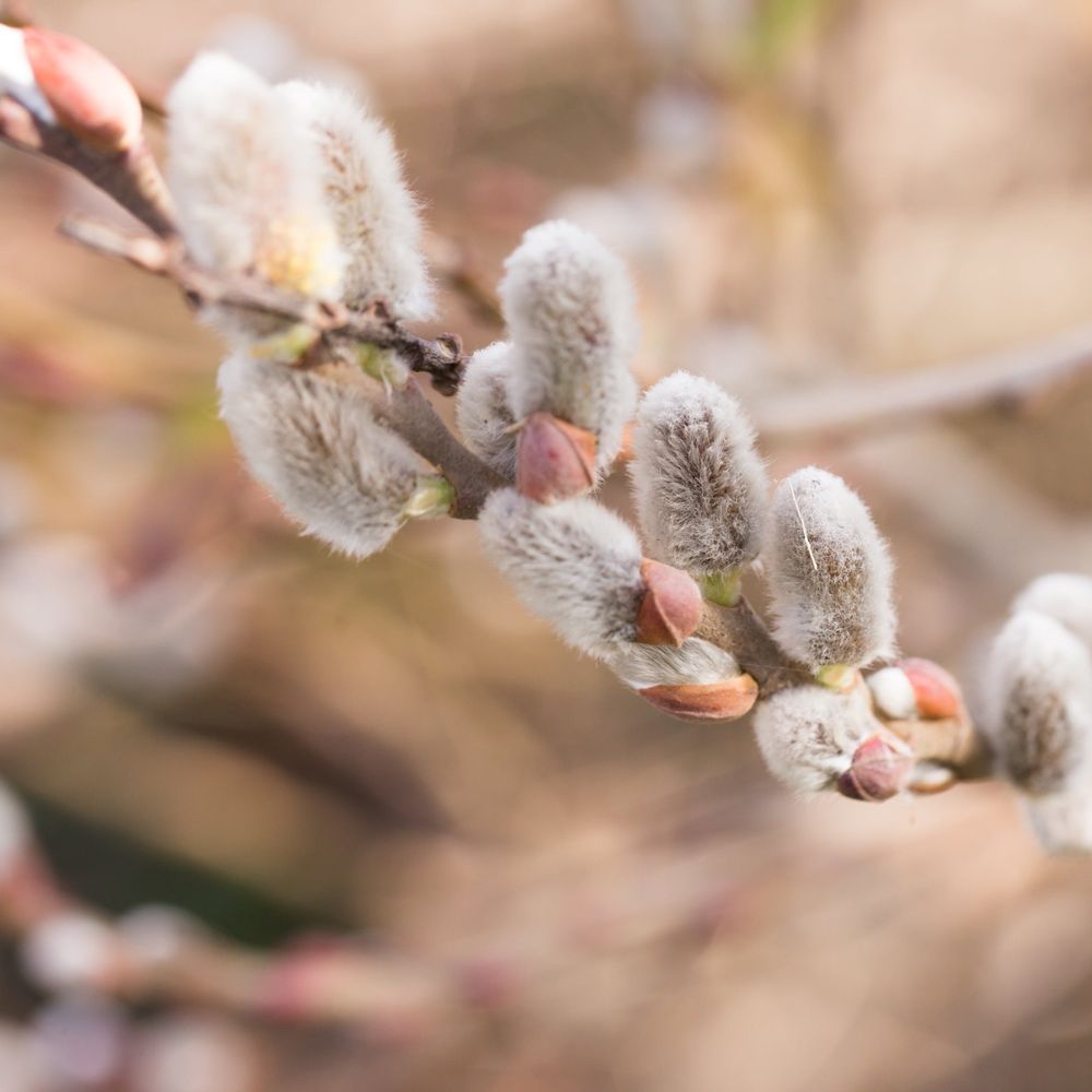 Salix 'Kilmarnock' Weeping Willow Standard 90-100cm