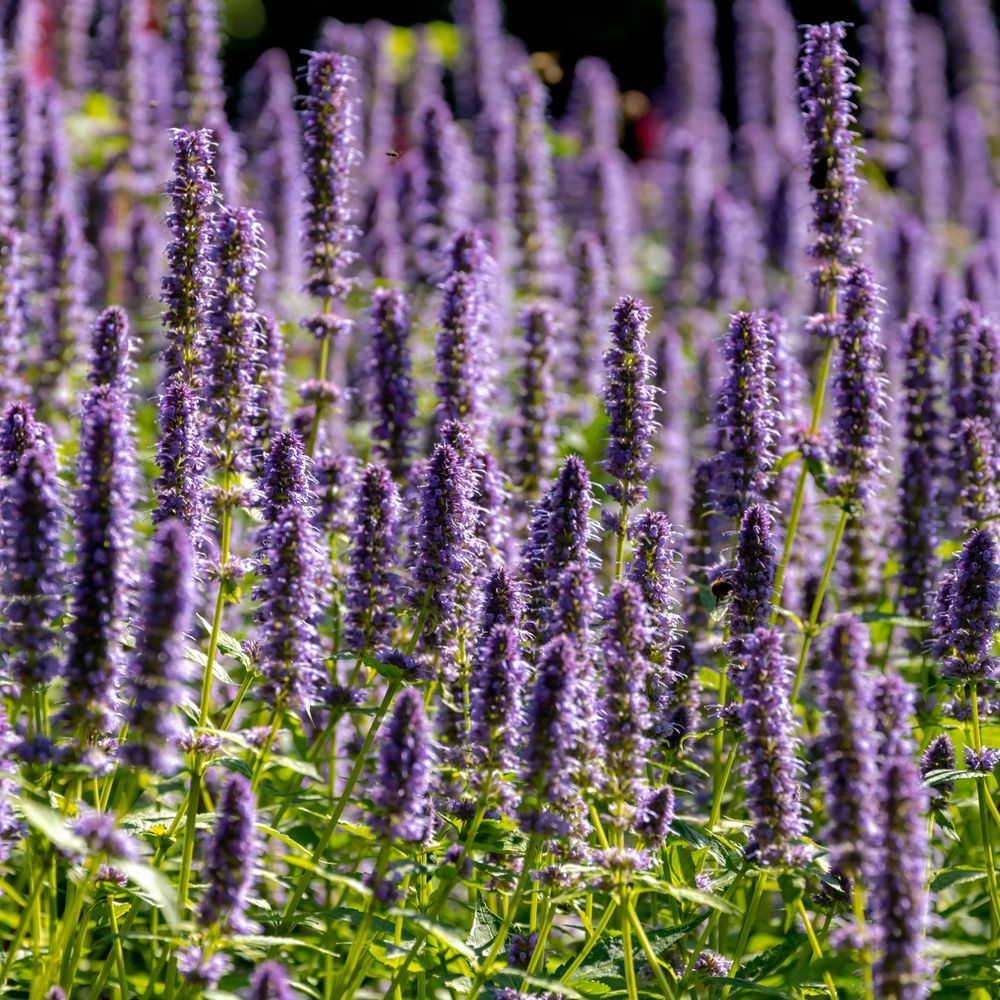 AGASTACHE foeniculum 'Black Adder' 9cm