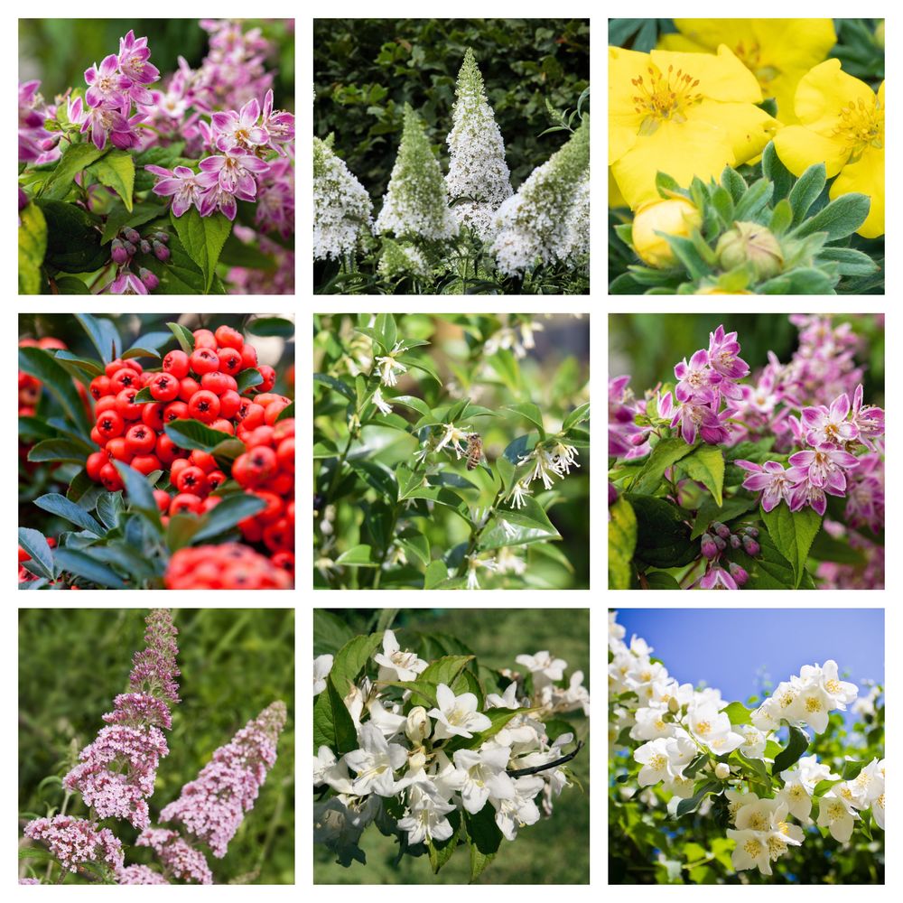 5 Shrubs Attractive to Butterflies, Bees & Other Pollinators