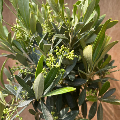 Olive Tree Hardy Evergreen Potted Tree - 19cm Pot  50-60cm