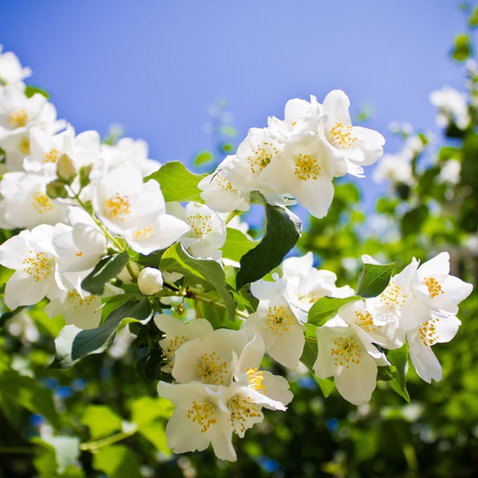 'Lemoinei' Philadelphus Mock Orange Flowering Deciduous Shrub Plant - 17cm Pot