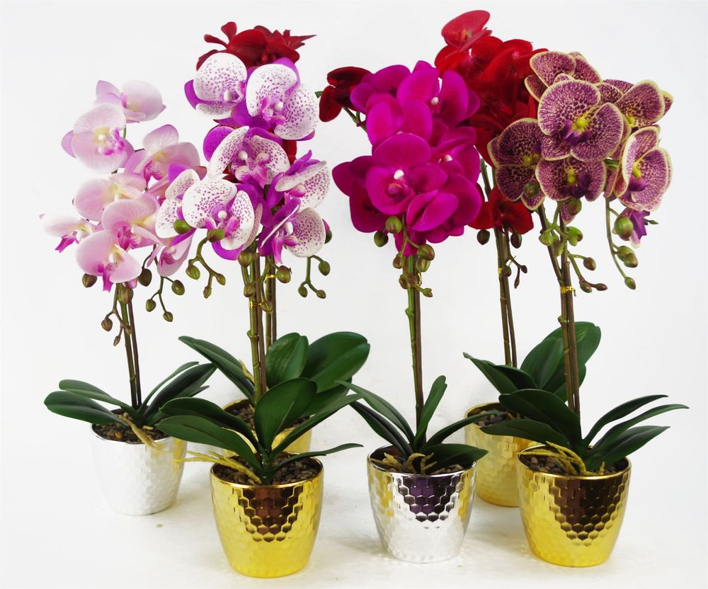 50cm Phalaenopsis Orchid Artificial - Dark Red - Gold Pot