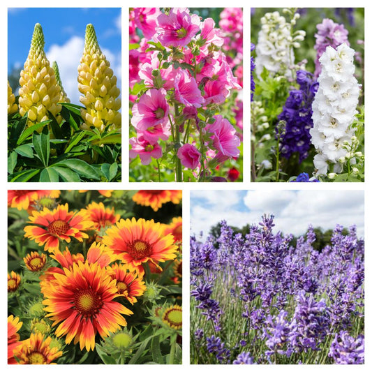 Pack Of 5 Mixed Perennials For A Sunny Site - 9cm to 13.5cm Pots