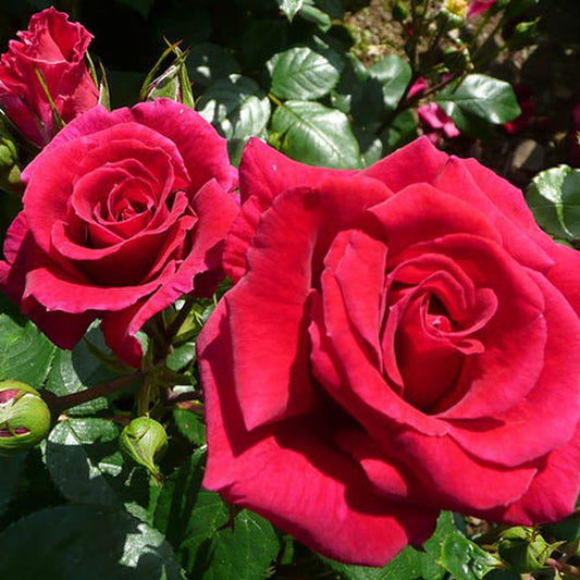 Rose Lovestruck | Floribunda | 4L Potted Rose - Pre-order for December