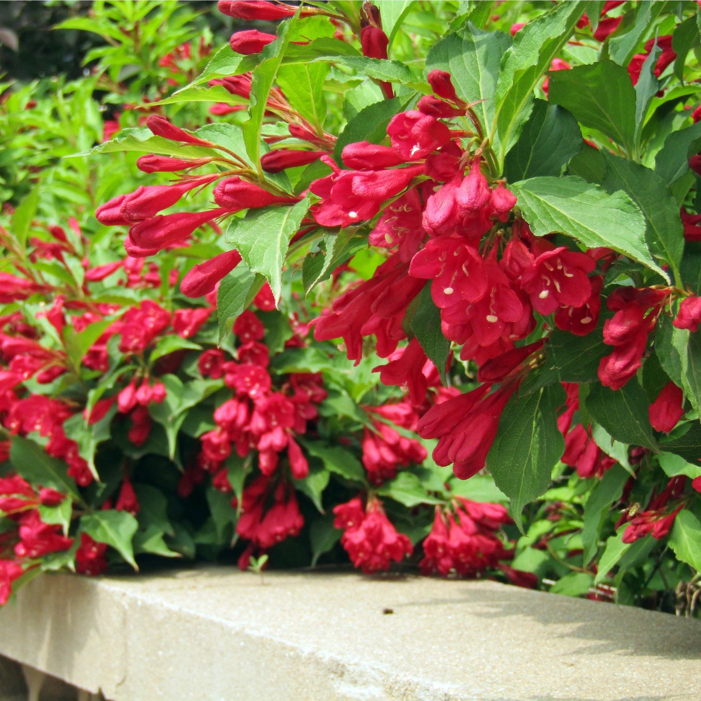 'Red Prince' Weigela Florida Flowering Deciduous Shrub Plant - 13cm Pot