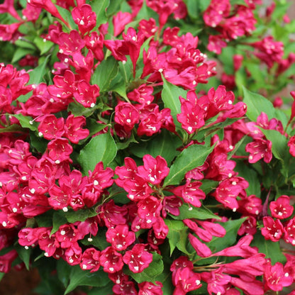 'Red Prince' Weigela Florida Flowering Deciduous Shrub Plant - 13cm Pot